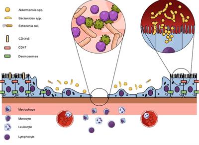 Mucosa and microbiota – the role of intrinsic parameters on intestinal wound healing